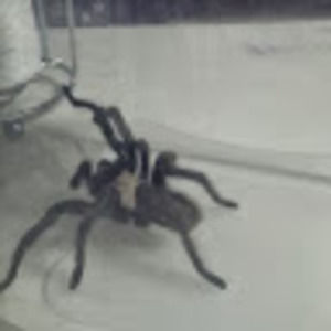 Meet your Posher, Anne